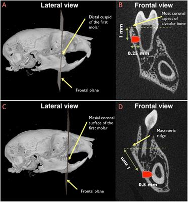 Prx1 Expressing Cells Are Required for Periodontal Regeneration of the Mouse Incisor